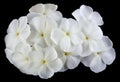 Drummond Phlox white isolated