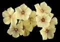 Drummond Phlox yellow insulated