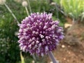 Drumstick Allium / Allium Sphaerocephalon / Roundhead Leek, Round-Headed Allium, Ornamental Onion, Spring Bulbs, Spring Flowers