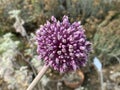 Drumstick Allium / Allium Sphaerocephalon / Roundhead Leek, Round-Headed Allium, Ornamental Onion, Spring Bulbs, Spring Flowers