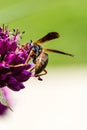 Drumstick Allium Flower Bloom and Wasp