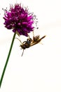 Drumstick Allium Flower Bloom and Wasp