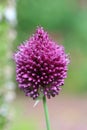 Drumstick Allium - Single Flower Head