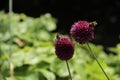 Drumstick Alliums With Bees