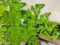 Drumstick Leaves, Moringa oleifera, Moringa leaves on tree Royalty Free Stock Photo