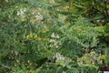 Drumstick moringa oleifera green long vegetable normally seems in india Royalty Free Stock Photo