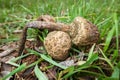 Drumstick mushroom edible mushroom good cooking