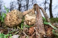 Drumstick mushroom edible mushroom good cooking