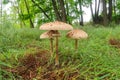 Drumstick mushroom three chapel number stem detail view close up