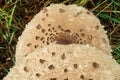 Drumstick mushroom three chapel number stem detail view close up