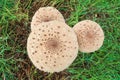 Drumstick mushroom three chapel number stem detail view close up