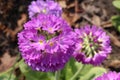 `Drumstick Primrose` flower - Primula Denticulata Royalty Free Stock Photo