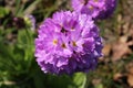 `Drumstick Primrose` flower - Primula Denticulata Royalty Free Stock Photo