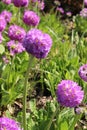 `Drumstick Primrose` flower - Primula Denticulata Royalty Free Stock Photo