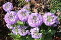 Drumstick Primrose flowers - Primula Denticulata