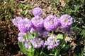 Drumstick Primrose flowers - Primula Denticulata