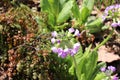 Drumstick Primrose flowers - Primula Denticulata