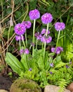 Drumstick primrose in the garden.