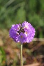 Drumstick primrose Primula denticulata