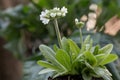 Drumstick primula, Primula denticulata alba, budding flowering plant Royalty Free Stock Photo