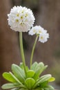 Drumstick primula, Primula denticulata alba, flowering plant