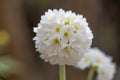 Drumstick primula, Primula denticulata alba, umbel of white flowers