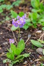 Drumstick primula (Primula denticulata) on a flowerbed in garden