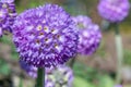 Drumstick primula Primula denticulata, lilac-purple flower Royalty Free Stock Photo