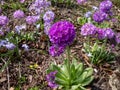 Drumstick primula (Primula denticulata) with pale and deep purple flowers with a yellow eye in dense rounded heads