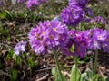 Drumstick primula (Primula denticulata) with pale and deep purple flowers with a yellow eye in dense rounded heads