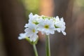 Drumstick primula, Primula denticulata alba, close-up of white flowers