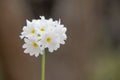 Drumstick primula, Primula denticulata alba, flowering white