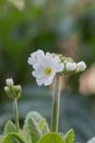 Drumstick primula, Primula denticulata alba, white budding flowering