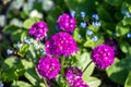 Pink primula, drumstick primula, Primula denticulata, blooming in intense pink in spring garden