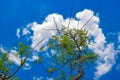 Drumstick Tree With Green Leaves On Blue Sky Background.