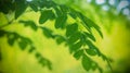 Drumstick tree, Moringa Tree Image. Natural Green Moringa leaves in the Garden, green background Royalty Free Stock Photo
