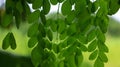 Drumstick tree, Moringa Tree Image. Natural Green Moringa leaves in the Garden, green background Royalty Free Stock Photo