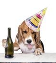 Drunk beagle dog with protruding tongue drinking Royalty Free Stock Photo