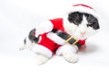 Drunk Santa Claus Cat