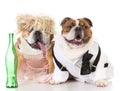 drunk dog couple Royalty Free Stock Photo