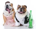 drunk dog couple Royalty Free Stock Photo