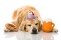 Drunk dog Royalty Free Stock Photo