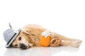 Drunk dog Royalty Free Stock Photo