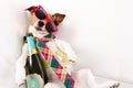 Drunk hangover dog Royalty Free Stock Photo