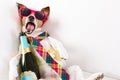 Drunk hangover dog Royalty Free Stock Photo