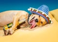Drunk mexican dog Royalty Free Stock Photo