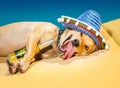 Drunk mexican dog