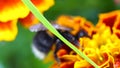 A drunken bumblebee got drunk on intoxicating nectar