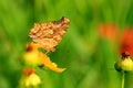 Drunken butterflies in the flower sea