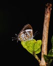 Drupadia or Posies butterfly Royalty Free Stock Photo